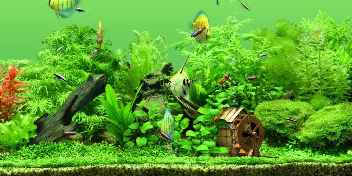 2560x1024 Aquarium Wallpaper 29 - [2560x1024]