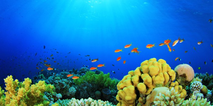 5184x3456 sea, Fish, Depths, Aquarium, Nature, Colors, Plants, Coral, Algae, Sun  Wallpapers HD / Desktop and Mobile Backgrounds