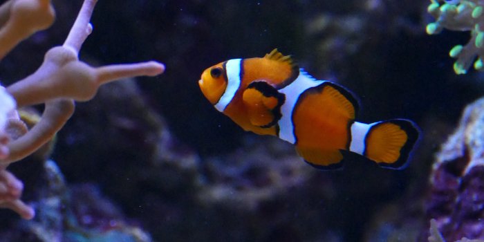 3080x5472 Aquarium Fish Photos, Download Free Aquarium Fish Stock Photos & HD Images