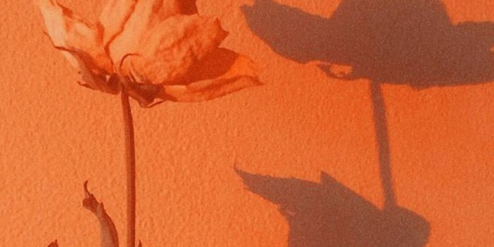 1081x1920 Download Dried Orange Aesthetic Rose Phone Wallpaper | Wallpapers.com