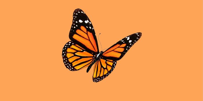 1947x3464 Aesthetic Orange Butterfly Wallpapers - Top Free Aesthetic Orange Butterfly  Backgrounds - WallpaperAccess