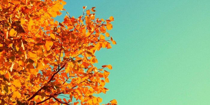 2040x1147 Download Scenic Orange Aesthetic Tree Wallpaper | Wallpapers.com