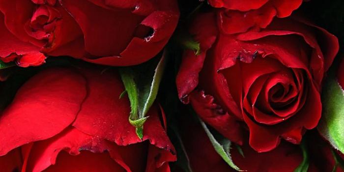 720x1280 Pin on Red roses