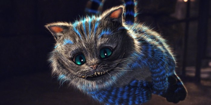 2560x1600 Cat Backgrounds Desktop - PixelsTalk.Net