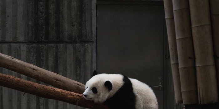 1080x1620 Panda Wallpapers: Free HD Download [500+ HQ] | Unsplash