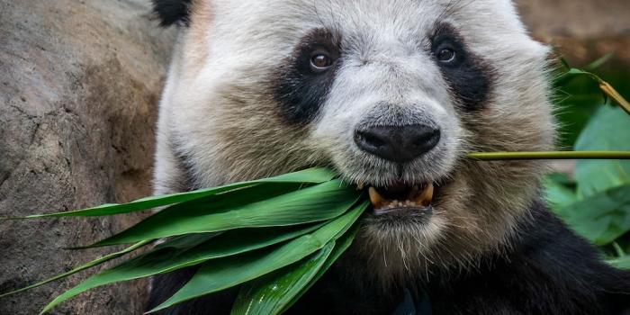 1000x974 Panda Wallpapers: Free HD Download [500+ HQ] | Unsplash