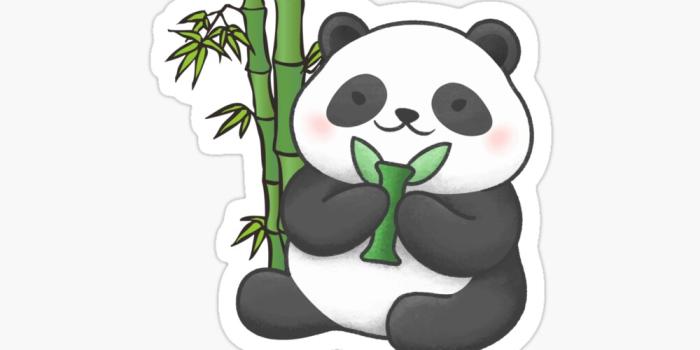 1000x1000 cute panda wallpapers