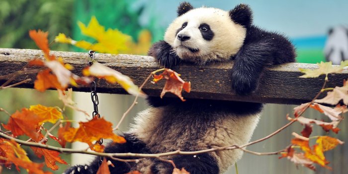 3840x2160 3840x2160 Cute Panda 4k HD 4k Wallpapers, Images, Backgrounds, Photos and  Pictures