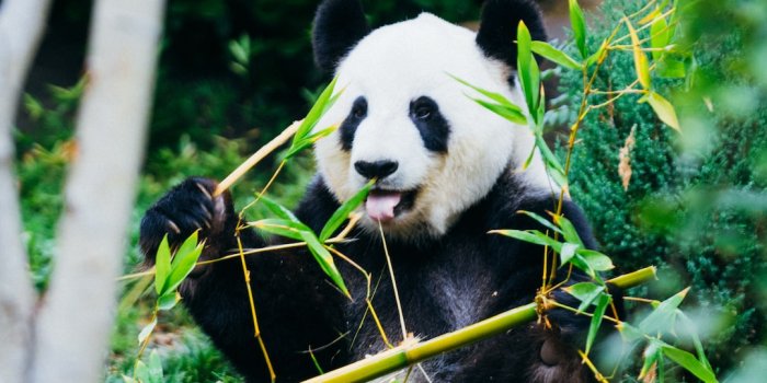 1080x1620 Panda Wallpapers: Free HD Download [500+ HQ] | Unsplash