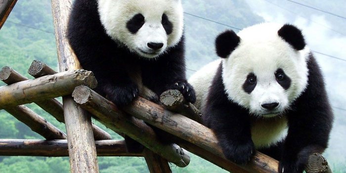 1024x768 Cute Panda Wallpaper HD
