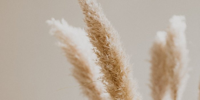 1000x1500 750+ Beige Aesthetic Pictures | Download Free Images on Unsplash