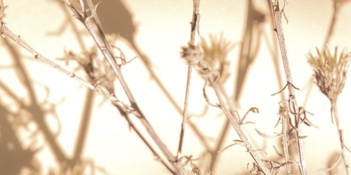 1183x2560 Beige Aesthetic Wallpaper | 70+ Pretty Styles