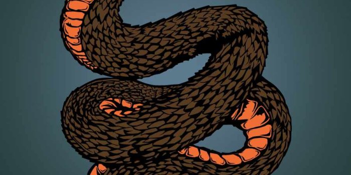 900x1600 Cobra Snake IPhone Wallpaper - IPhone Wallpapers : iPhone Wallpapers