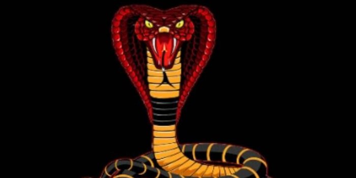 720x1280 King Cobra iPhone Wallpapers
