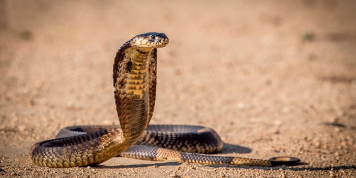 1920x1200 Cobra wallpaper - Animal wallpapers - #46450