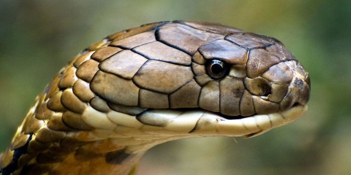 2048x2048 King Cobra Wallpapers - Top Free King Cobra Backgrounds - WallpaperAccess