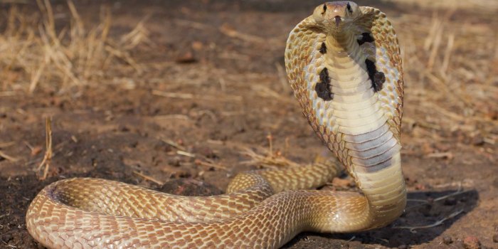 2560x1700 Snake Cobra Wallpaper | wallpaperspick.com