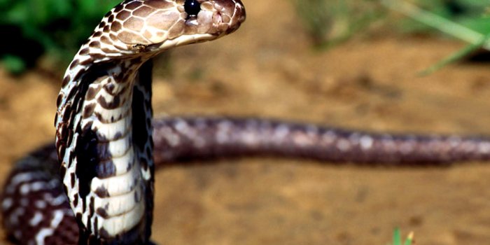 2560x1600 Cobra HD Wallpapers and Backgrounds