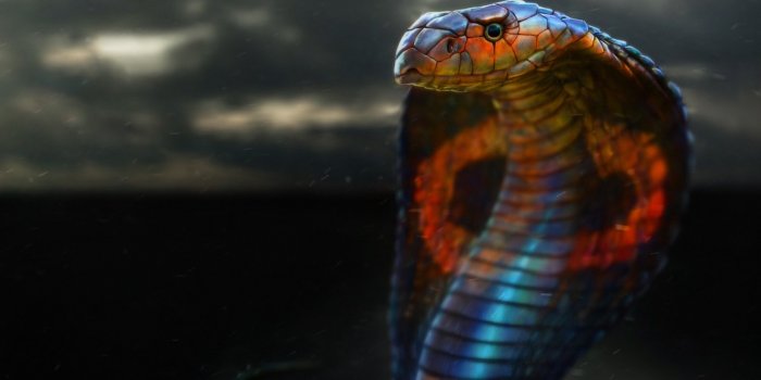 1332x850 Wallpaper Figure, Snake, Head, Cobra, Face, Art, Snake, Cobra, by Ben Judd,  Ben Judd images for desktop, section арт - download