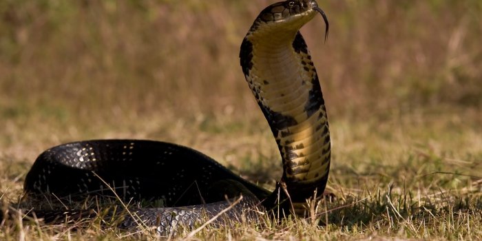 1920x1080 king, Cobra, Snake Wallpapers HD / Desktop and Mobile Backgrounds