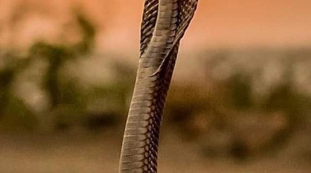 630x1280 cobra wallpaper by tubar - Download on ZEDGE™ | ff40