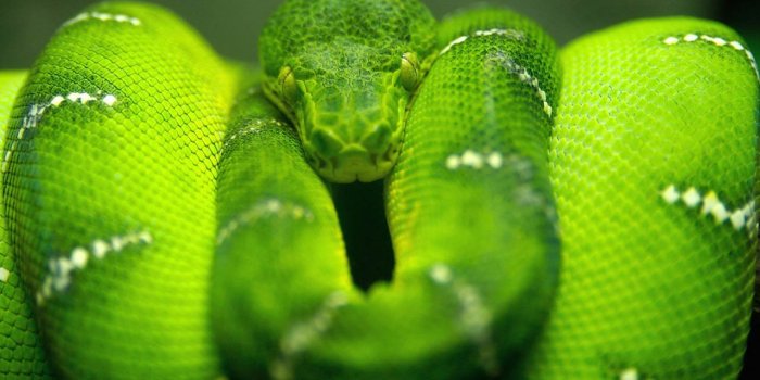 1280x720 Free Cobra Wallpaper download - Animals Town