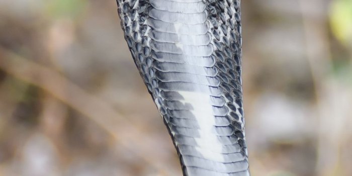 938x1668 Download wallpaper 938x1668 cobra, snake, scales, wildlife iphone 8/7/6s/6  for parallax hd background