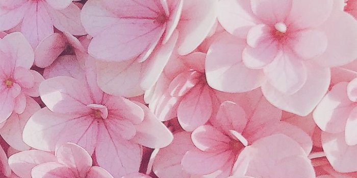 720x1280 L . on Make it worth it | Pink flowers wallpaper, Flower iphone  wallpaper, Flower phone wallpaper