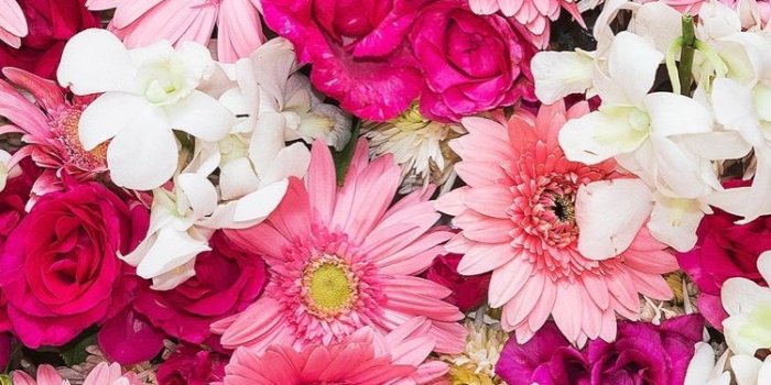 750x1334 Jenn on Flowers | Pink flowers wallpaper, Flower background iphone,  Flower iphone wallpaper