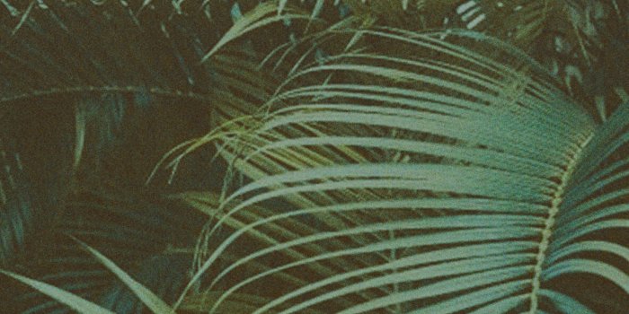 1183x2560 Forest Aesthetic Green Wallpapers - Forest Aesthetic Wallpaper for iPhone