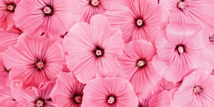 2560x1600 Pink Flower Background (53+ pictures)