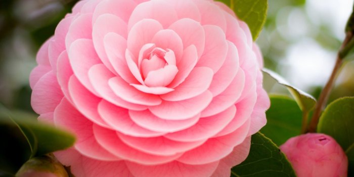 2000x1313 Pink Flower, HD Flowers, 4k Wallpapers, Images, Backgrounds, Photos and  Pictures