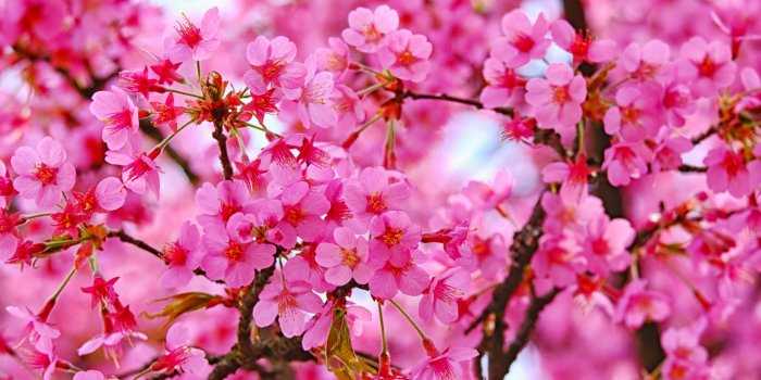 1600x1200 Download wallpaper 1600x1200 cherry blossom, pink flowers, nature, standard  4:3 fullscreen 1600x1200 hd background, 21574
