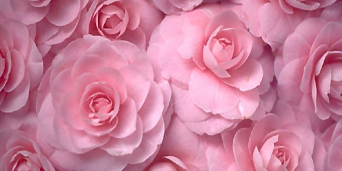 1600x1200 flowers, Roses, Pink, Flowers Wallpapers HD / Desktop and Mobile Backgrounds