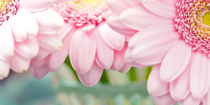 1920x1200 Download Light Pastel Pink Flower Wallpaper | Wallpapers.com