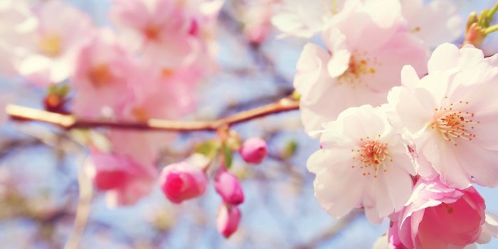 2560x1600 Light Pink Flower Wallpaper (58+ pictures)