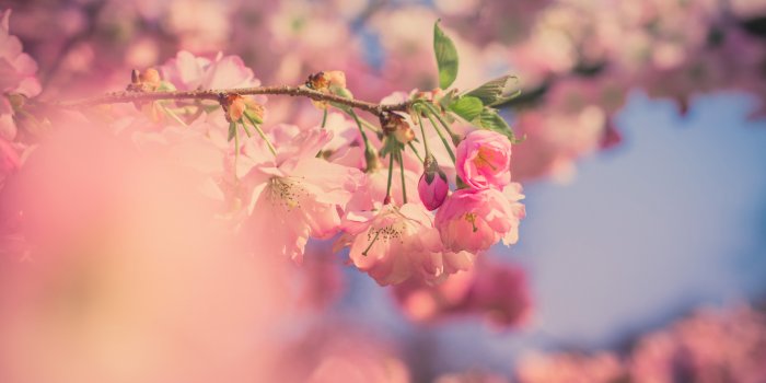 1920x1080 1920x1080 Pink Flowers 5k Laptop Full HD 1080P HD 4k Wallpapers, Images,  Backgrounds, Photos and Pictures