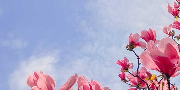 1000x1488 pink flowers under blue sky during daytime photo – Free Image on Unsplash