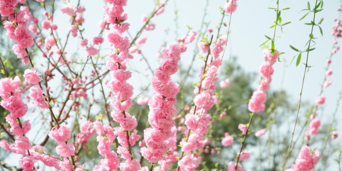4928x3264 80,000+ Best Pink Flowers Images · 100% Royalty Free Photo Downloads ·  Pexels · Free Stock Photos