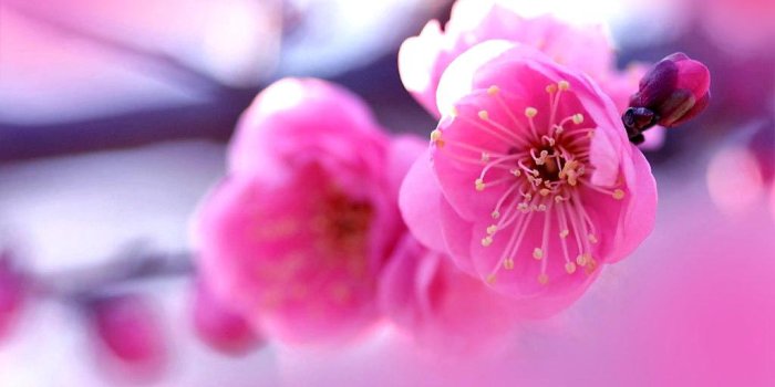 1024x768 Hot Pink Flower Wallpaper 15 - [1024x768]