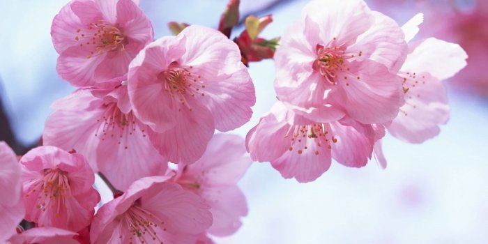 1600x900 Pink Spring Flowers Wallpaper​ | Gallery Yopriceville - High-Quality Free  Images and Transparent PNG Clipart