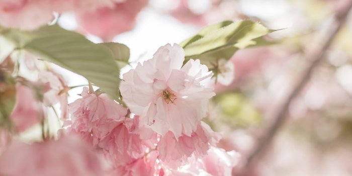 1000x1617 pink flowers at bloom photo – Free Pink Image on Unsplash