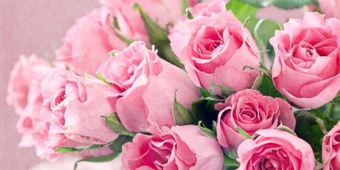 2560x1600 fresh-roses-pink-flowers-wallpaper - Sandra Whiting