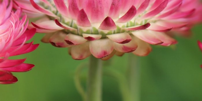 1440x2560 Pink Flowers Wallpaper - iPhone, Android & Desktop Backgrounds
