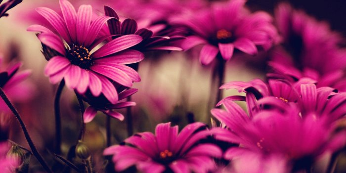 1920x1200 Download Gloomy Pink Flower Wallpaper | Wallpapers.com