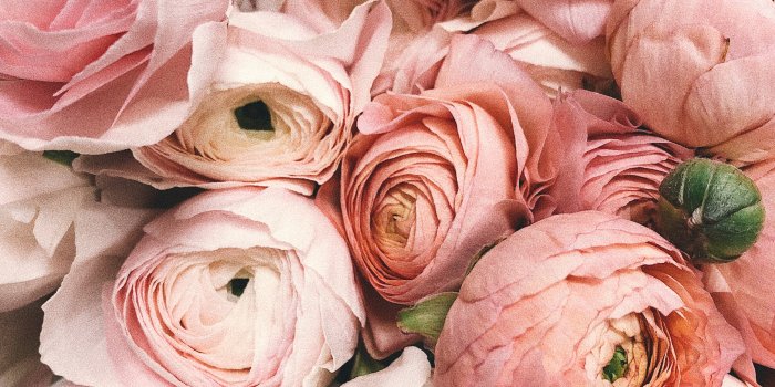 3024x4032 80,000+ Best Pink Flowers Images · 100% Royalty Free Photo Downloads ·  Pexels · Free Stock Photos
