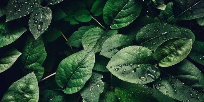 1920x1080 27 Green Aesthetic Wallpapers - Wallpaperboat