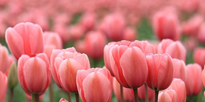 1920x1080 1920X1080 Tulips Wallpapers - Top Free 1920X1080 Tulips Backgrounds -  WallpaperAccess