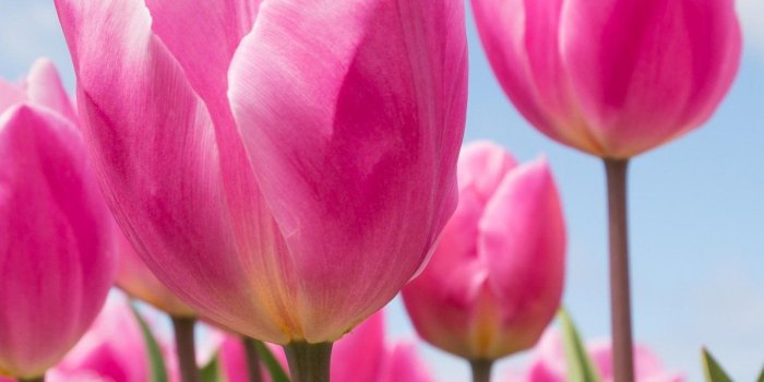 1440x2560 Free Mobile Wallpaper of Spring Tulips. Beautiful & awesome spring wallpaper.  HD wallpaper of spring landscape… | Spring flowers wallpaper, Spring  wallpaper, Tulips