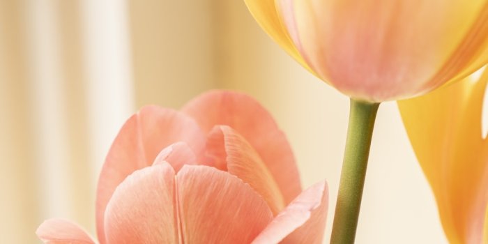 1000x1500 yellow and red tulip in bloom close up photo photo – Free Flower Image on  Unsplash